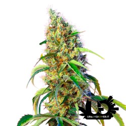 Sweet Seeds - Black Jack CBD - Semi femminizzati