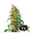 Sweet Seeds - Black Jack CBD - Feminized Seeds