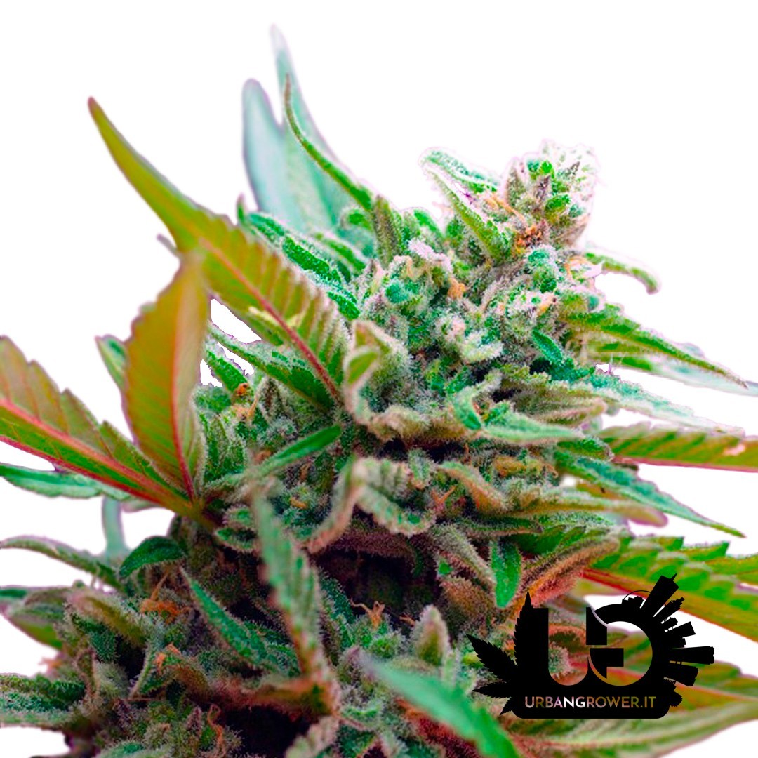 Sweet Seeds - Black Jack Auto - Feminized Seeds