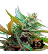 Sweet Seeds - Black Jack Auto - Feminized Seeds