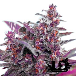 Sweet Seeds - Black Cream Auto - Semi autofiorenti