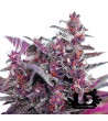 Sweet Seeds - Black Cream Auto - Semi autofiorenti