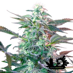 Sweet Seeds - Big Foot - Semi autofiorenti