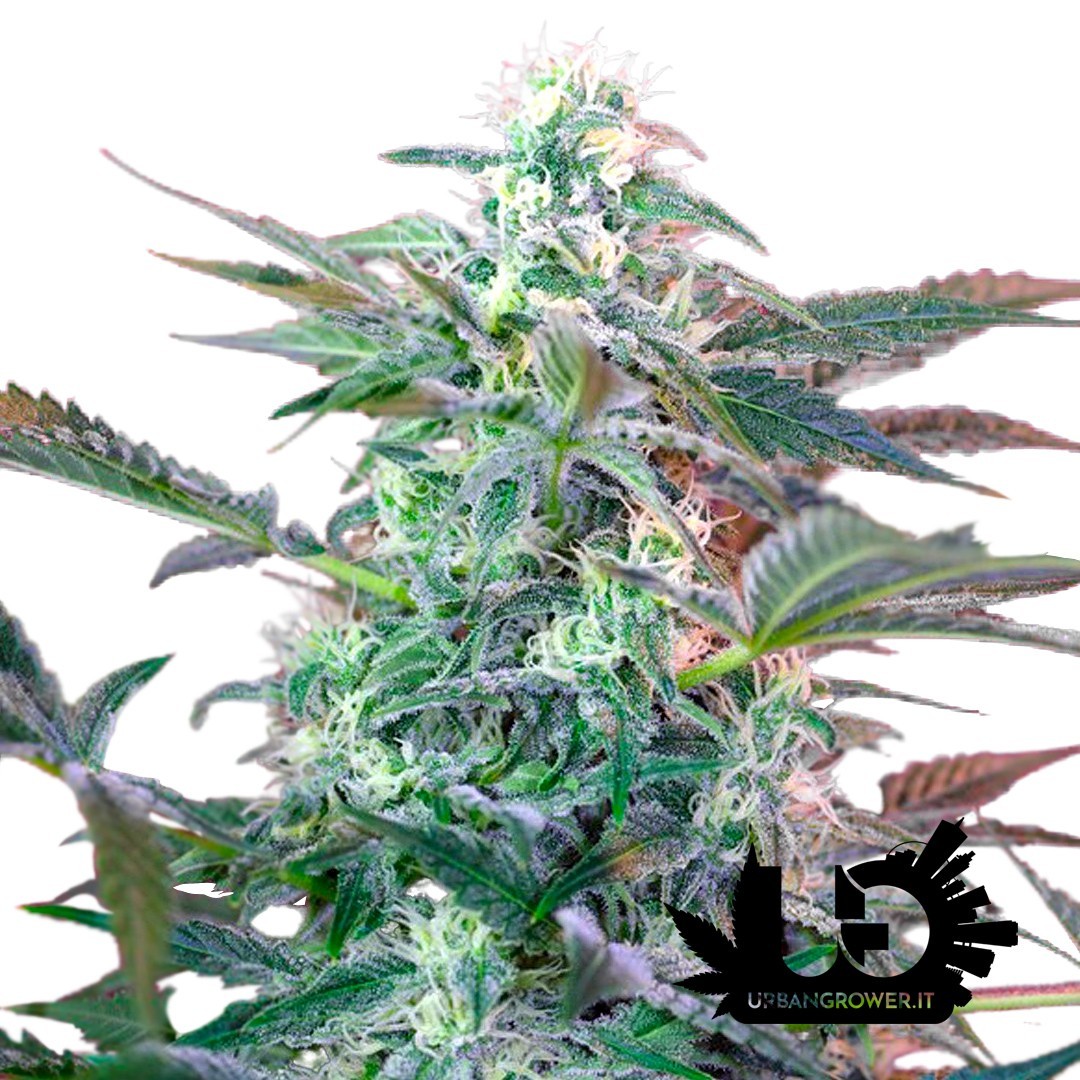 Sweet Seeds - Big Foot - Autoflowering Seeds