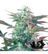 Sweet Seeds - Big Foot - Semi autofiorenti