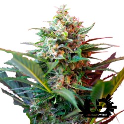 Sweet Seeds - Big Devil XL Auto - Autoflowering Seeds