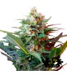 Sweet Seeds - Big Devil XL Auto - Autoflowering Seeds