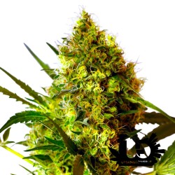 Sweet Seeds - Big Devil # 2 Auto - Autoflowering Seeds