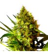 Sweet Seeds - Big Devil # 2 Auto - Autoflowering Seeds