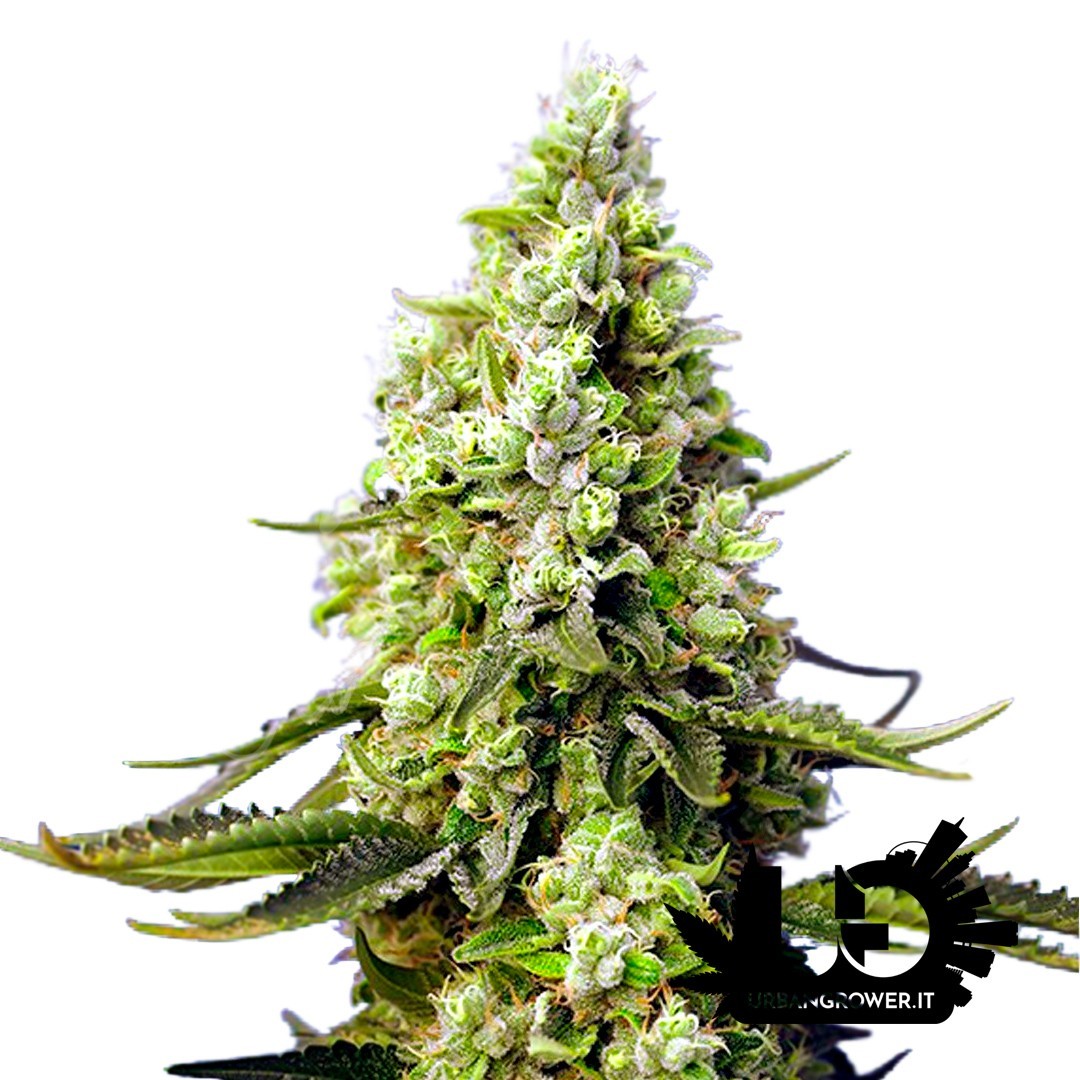 Sweet Seeds - Runtz XL Auto - Autoflowering Seeds