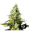 Sweet Seeds - Runtz XL Auto - Autoflowering Seeds