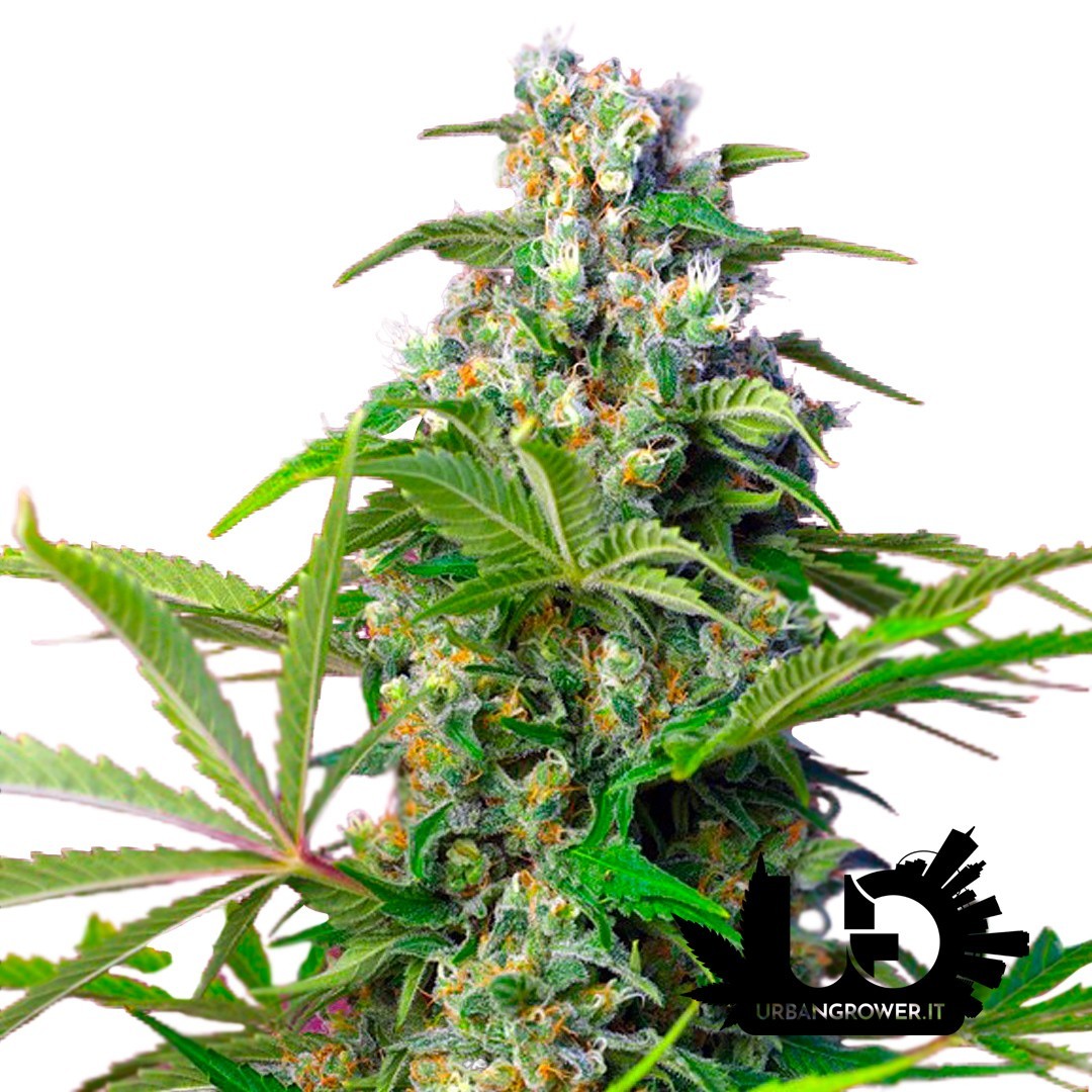 Sweet Seeds - Gorilla Girl - Semi femminizzati