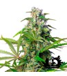 Sweet Seeds - Gorilla Girl - Feminized Seeds