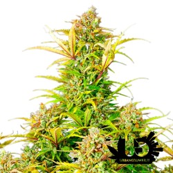 Royal Queen Seeds - Sweet ZZ Auto - Feminized Seeds