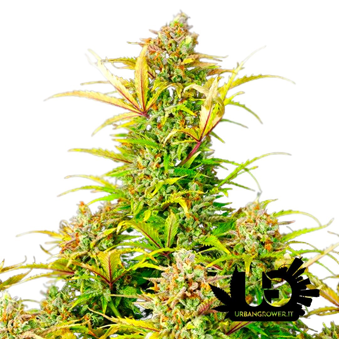 Royal Queen Seeds - Sweet ZZ Auto - Feminized Seeds