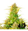 Royal Queen Seeds - Sweet ZZ Auto - Feminized Seeds