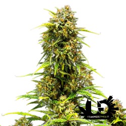 Royal Queen Seeds - Sweet Skunk Auto - Semi autofiorenti