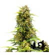 Royal Queen Seeds - Sweet Skunk Auto - Autoflowering Seeds