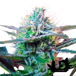 Sweet Seeds + Speed Auto - Autoflowering seeds