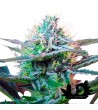 Sweet Seeds + Speed Auto - Autoflowering seeds