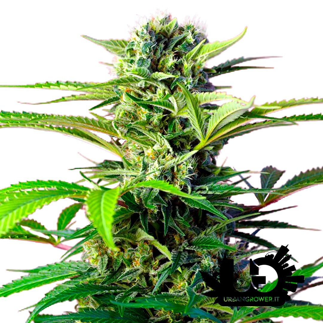 Sweet Seeds - Chem Beyond Diesel CBD - Feminized Seeds