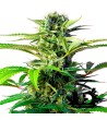 Sweet Seeds - Chem Beyond Diesel CBD - Feminized Seeds