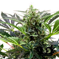 Sweet Seeds - Cream 47 - Feminized Seeds