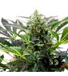 Sweet Seeds - Cream 47 - Feminized Seeds