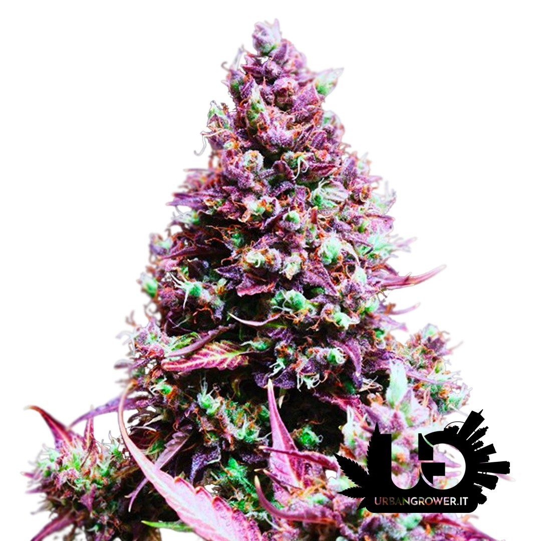 Sweet Seeds - Cream Caramel Auto - Autoflowering seeds