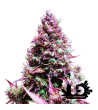 Sweet Seeds - Cream Caramel Auto - Autoflowering seeds