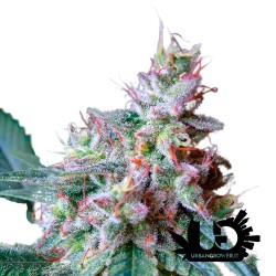 Sweet Seeds - Cream Caramel -  Semi femminizzati