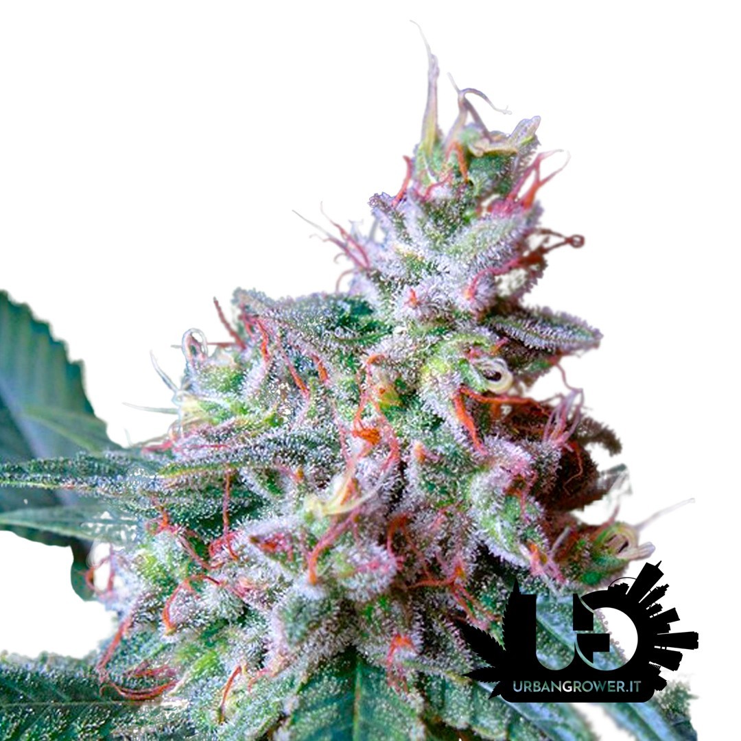 Sweet Seeds - Cream Caramel - Feminized Seeds