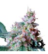 Sweet Seeds - Cream Caramel - Feminized Seeds