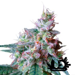 Sweet Seeds - Cream Caramel - F1 Fast Version - Semi femminizzati