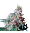 Sweet Seeds - Cream Caramel - F1 Fast Version - Feminized Seeds