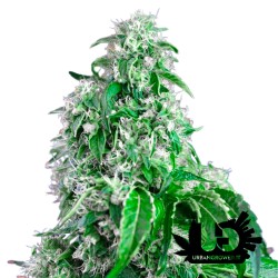 Sweet Seeds - Big Devil F1 Fast Version - Semi autofiorenti