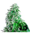 Sweet Seeds - Big Devil F1 Fast Version - Autoflowering Seeds