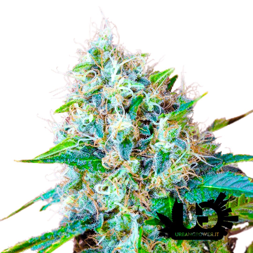 Sweet Seeds - Green Poison - Autoflowering Seeds