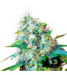 Sweet Seeds - Green Poison - Autoflowering Seeds