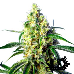 Sweet Seeds - Green Poison CBD - Semi autofiorenti