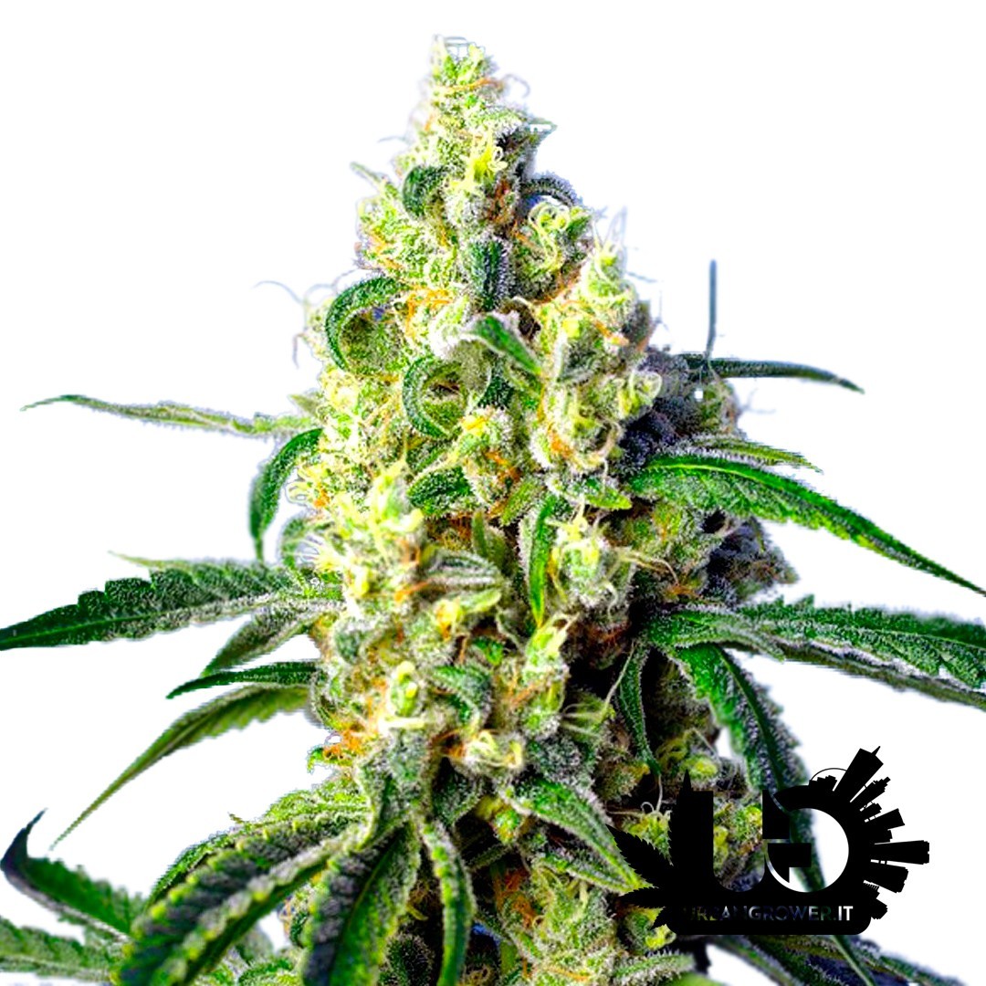 Sweet Seeds - Green Poison CBD - Autoflowering Seeds