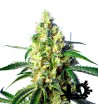 Sweet Seeds - Green Poison CBD - Autoflowering Seeds