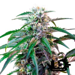 Sweet Seeds - Green Poison Auto - Autoflowering Seeds