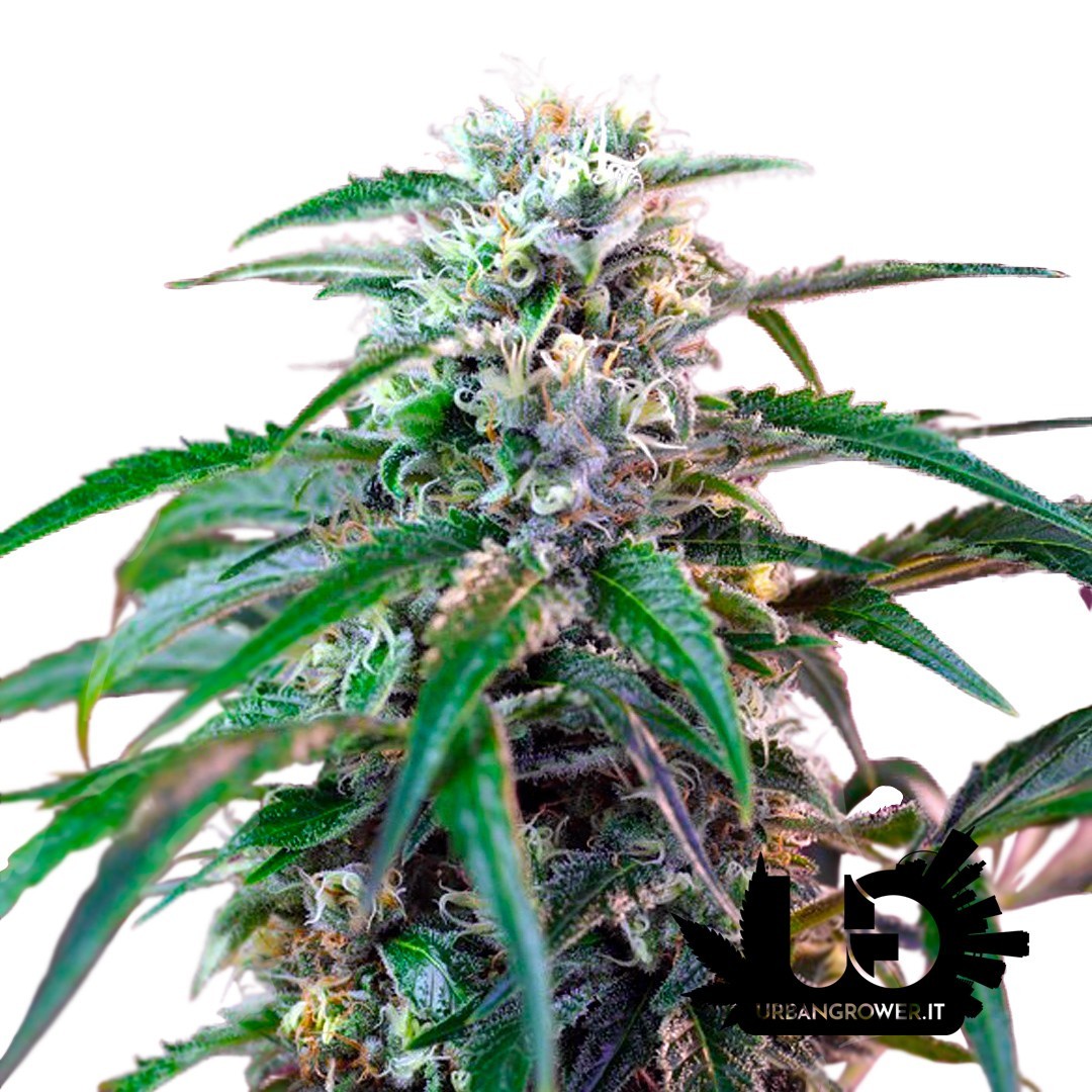 Sweet Seeds - Green Poison Auto - Semi autofiorenti