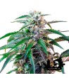 Sweet Seeds - Green Poison Auto - Autoflowering Seeds