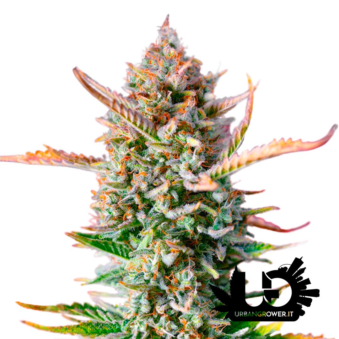 Sweet Seeds - Gorilla Sherbet F1 Fast Version - Feminized Seeds