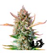 Sweet Seeds - Gorilla Sherbet F1 Fast Version - Feminized Seeds