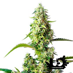 Sweet Seeds - Gorilla Girl XL Auto - Autoflowering Seeds