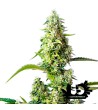 Sweet Seeds - Gorilla Girl XL Auto - Autoflowering Seeds