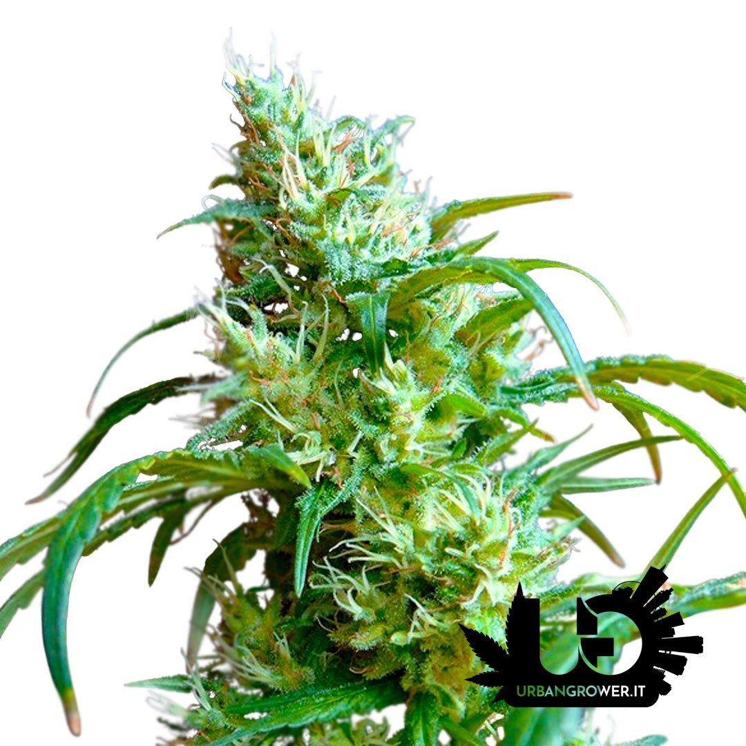 Sweet Seeds - Flash Back 2 - Feminized Seeds